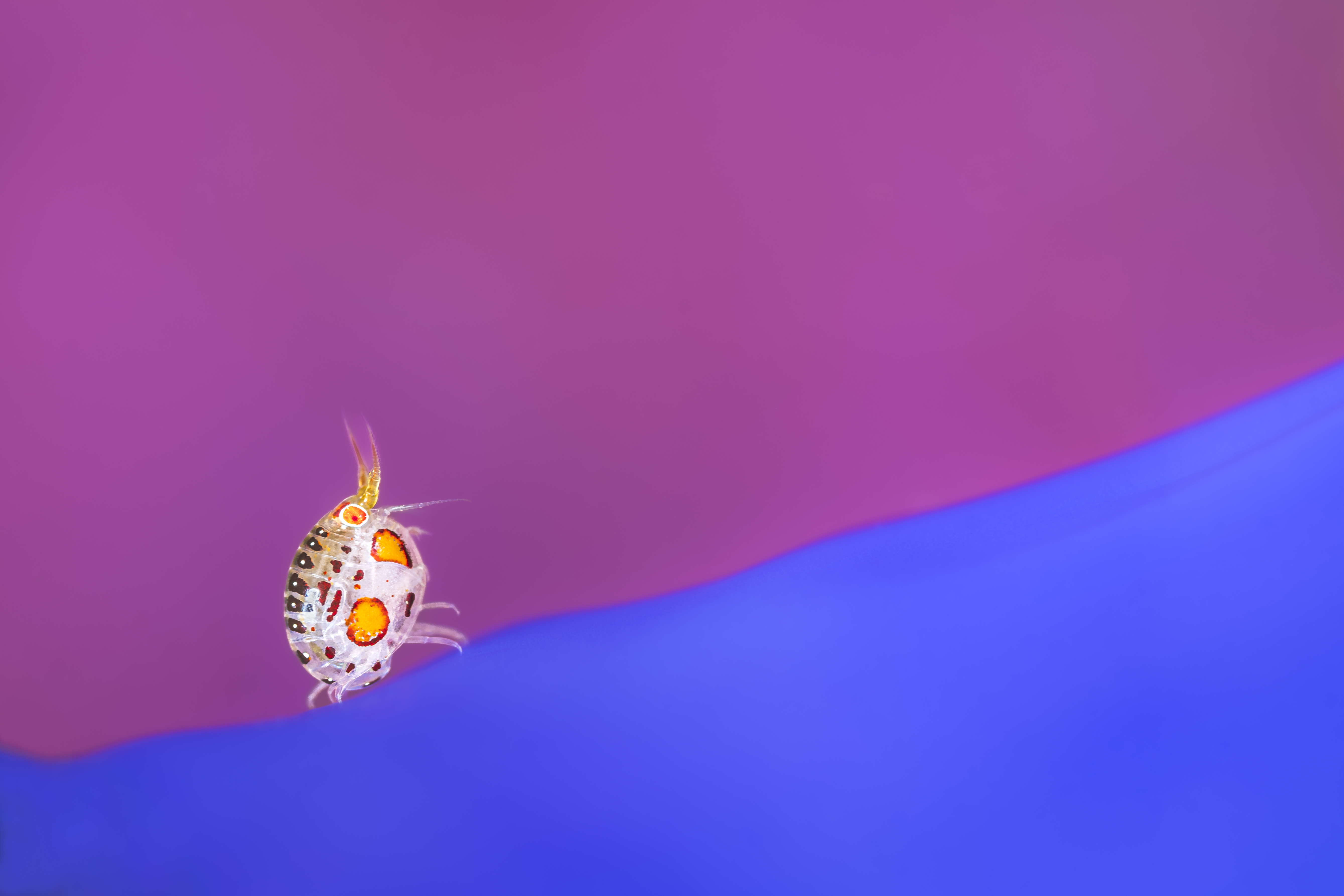 A ladybug amphipod on a wavy diagonal line between blue and pink backgrounds A ladybug amphipod on a wavy diagonal line between blue and pink backgrounds